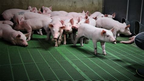 Remplacement en élevage – Syproporcs – organisation d'éleveurs de porcs