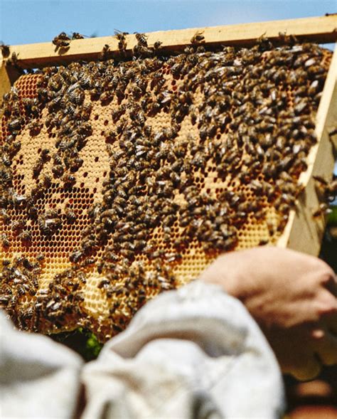 Buy Honeybees Beehives And Queens Local Honey Man
