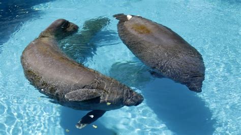 Seaworld Focuses On Threatened Florida Manatees