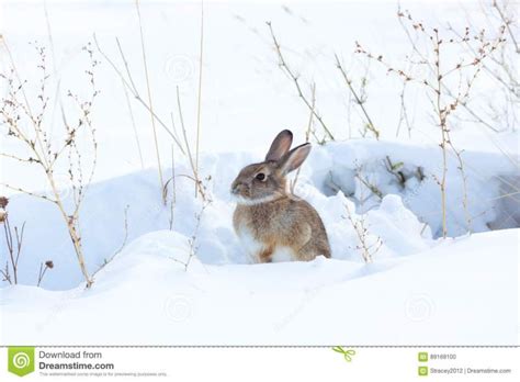 What To Feed Wild Rabbits In The Winter Time Traveling To Nepal