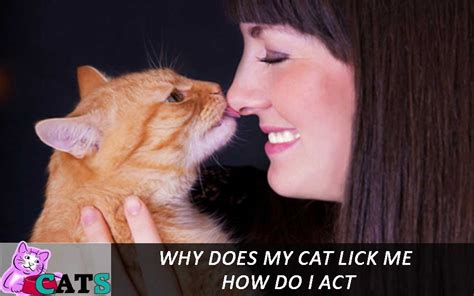 Why Does My Cat Lick Me 6 Things To Know About Cats Catsfud