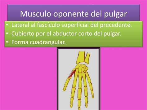 Ppt Musculos De La Mano Powerpoint Presentation Free Download Id