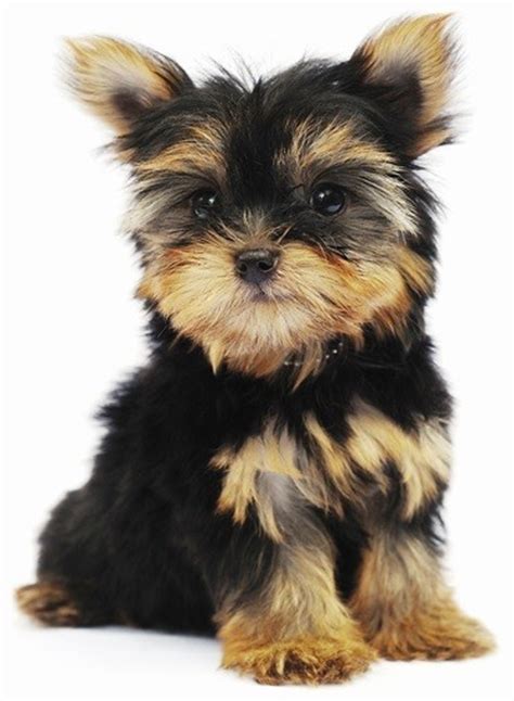 Top 30 Dogs That Dont Shed Small Medium And Large