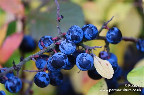 How To Use Leftover Sloe Berries From Sloe Gin Sloe Port And Sloe