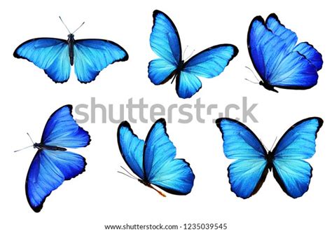 Blue Butterflies Isolated On White Background Stock Photo Edit Now
