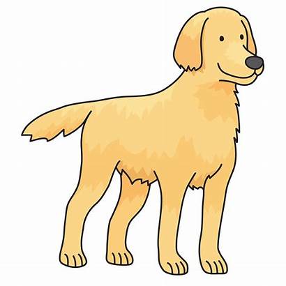 Dog Transparent Clipart Retriever Clip Golden Puppy