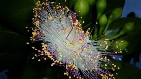 9 Rarest Flowers Across The World You Never Knew Existed