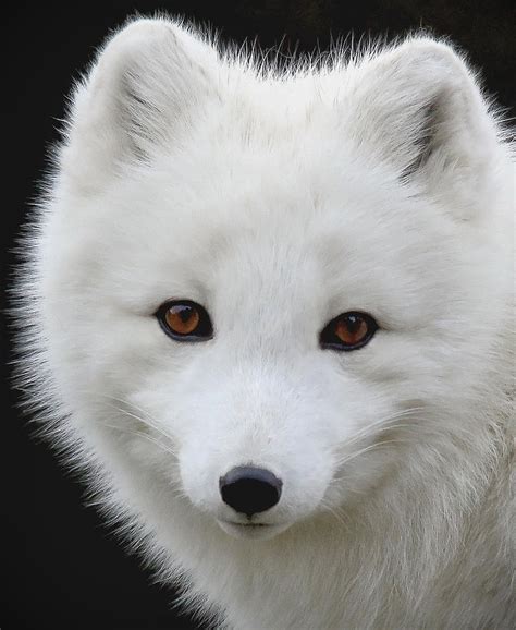 Arctic Fox Portrait Ii Photograph By Athena Mckinzie Pixels