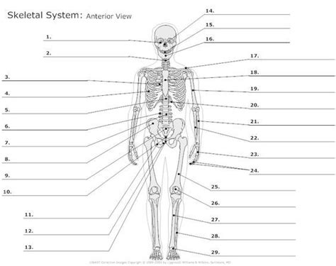 A feature that is dorsal to. Image result for worksheets on functioning anatomy ...
