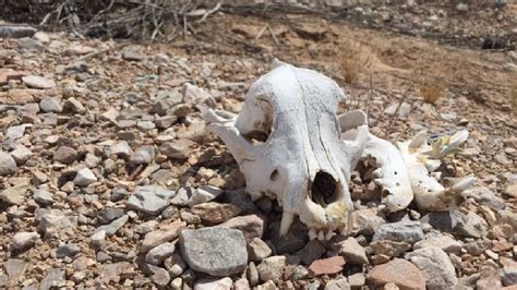 More Dead Animals Found Dumped In The Desert Outside Las Vegas Ksnv