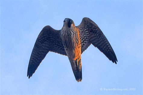 Peregrine Falcon - Big Year Birding