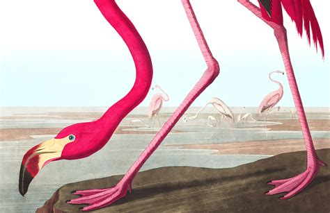 Pink Flamingo Wallpaper Mural Murals Wallpaper