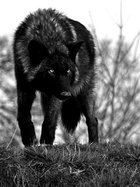 Wolf Animais Com Imagens Animais Lindos Lobos Negros Animais