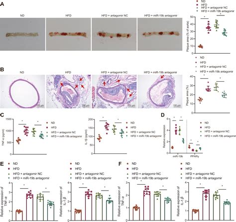 hdac3 protects against atherosclerosis through inhibition of inflammation via the microrna 19b