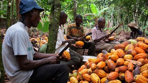 Ghanas Cocoa Growers Lose Land Livelihoods