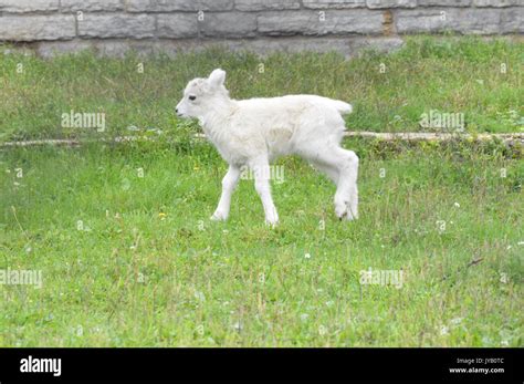 Baby Dall Sheep Stock Photo Alamy