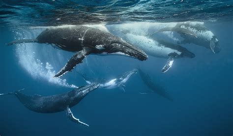 Whales Reproduction Main Characteristics And Habits