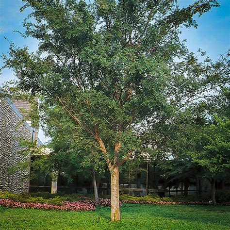 Drake Chinese Elm Trees For Sale The Tree Center