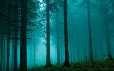Trees Covered By Fog Hd Wallpaper Wallpaper Flare