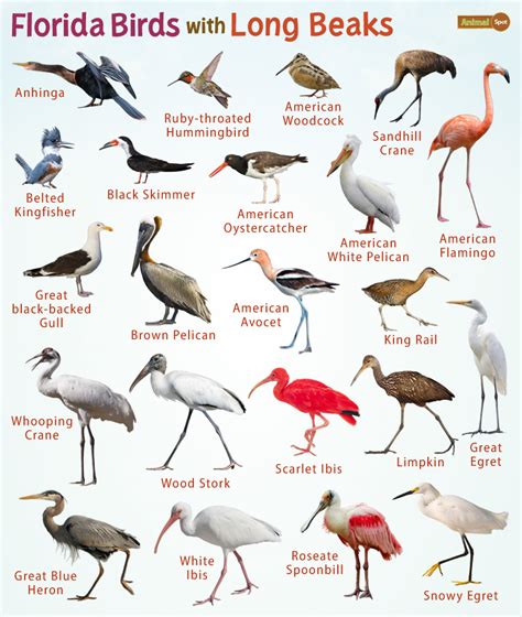 Florida Birds With Long Beaks Facts List Pictures