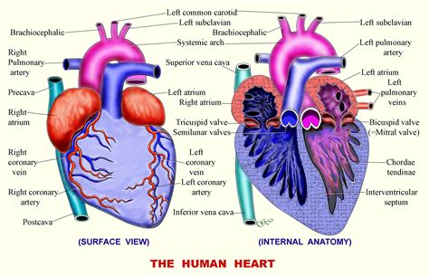 Circulatory System Diagram To Label