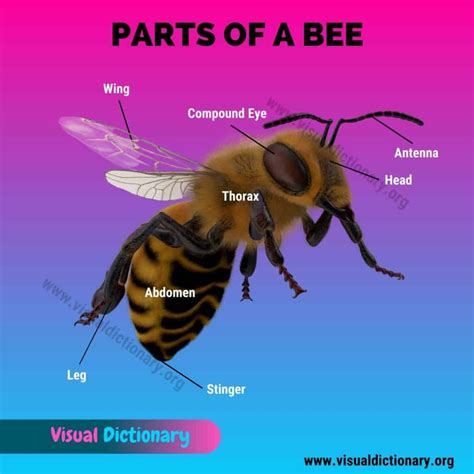 Bee Anatomy Useful List Of 14 Body Parts Of A Honey Bee Visual Dictionary