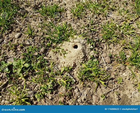 Small Hole And Dirt Mound From Ground Bee Insect Stock Photo Image Of