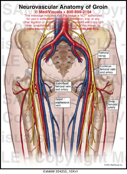 Neurovascular Anatomy Of Groin Medivisuals Inc