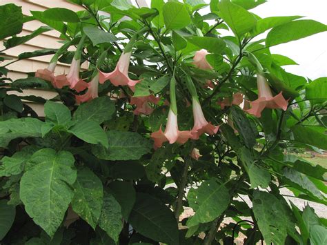 Pink Brugmansia With Images Plant Leaves Plants Garden