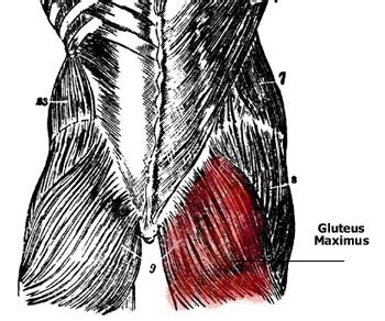 Deadlifts and squats are both amazing exercises that cause significant glute growth. Glute Muscle Anatomy