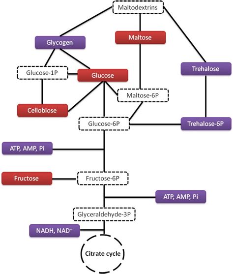 Pathway Of Carbohydrate Metabolism