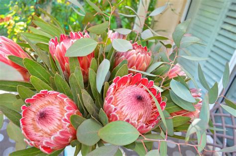 Proteas, leucadendrons, leucospermum, telopeas and some other protea like shrubs offer colour and interest year around with minimal maintenance. Entertaining From an Ethnic Indian Kitchen: Proteas at my ...