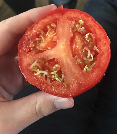 Tomato Sprouts Growing Inside The Tomato Rmildlyinteresting