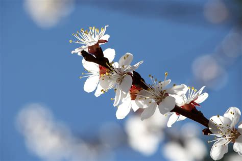 Free Picture Apricot Tree Blossoms White Petals Orchard