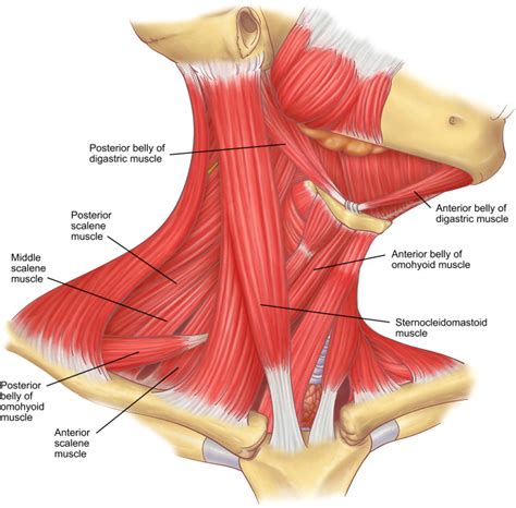 The muscles of the neck run from the base of the skull to the upper back and work together to bend the head and. Anatomy Lesson: Neck musculature - Beautiful to the Core
