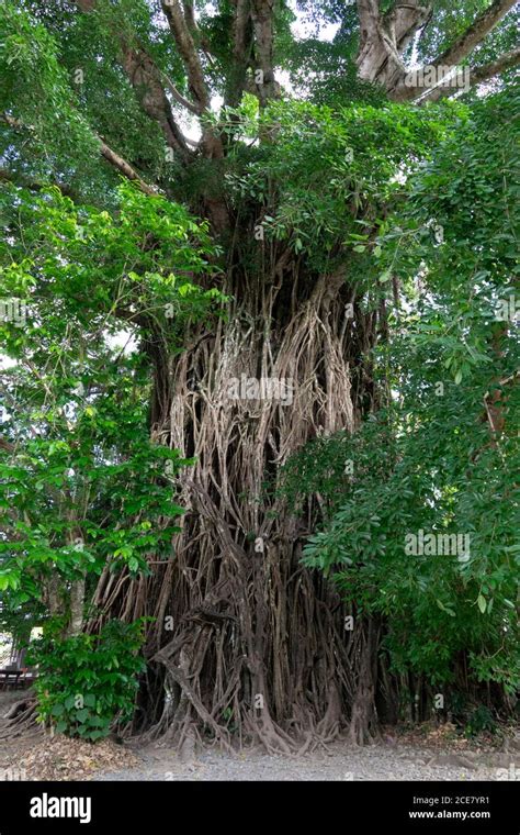 Century Old Balete Tree Maria Aurora Quezon Philippines Stock Photo