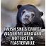 Shes Crafty  Confession Bear Funny Pictures Memes