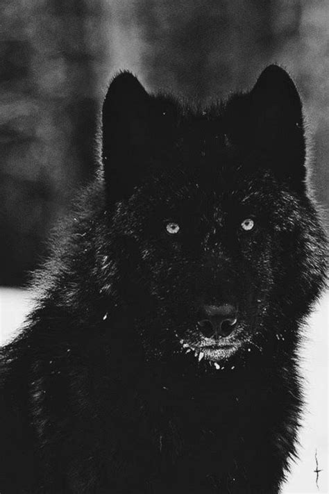 Black Wolf Wolf Love Bad Wolf Wolf Spirit Spirit Animal Beautiful
