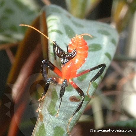 It's always far more cost effective to buy feeder insects in bulk, which often saves up to 70% off pet store prices. Orchid Mantis - Hymenopus coronatus