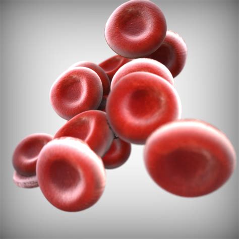 Human Blood Cells Model Turbosquid 1519895
