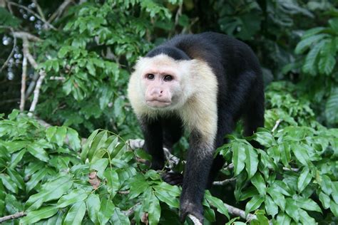 Top 6 Amazon Rainforest Monkeys To Spot Rainforest Cruises