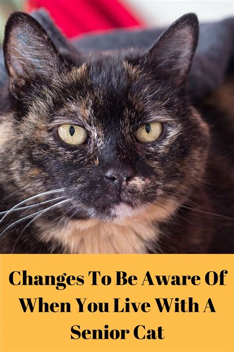 Senior Cat Changes To Be Aware Of Fully Feline Senior Cat Senior