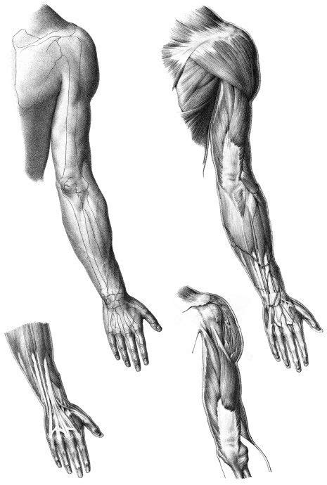 Etvz9g1p1w 465×690 Anatomia Braço Ideias Para Desenho Corpo