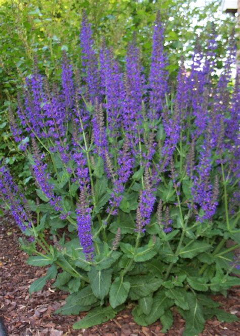 Very long blooming, its flowers attract hummingbirds, butterflies. May Night Salvia | Grimm's Gardens