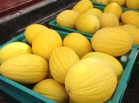 Harvested Melons Sweet Summer Fruits Of Malta Photo By Jeanette Borg