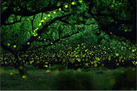Starry Long Exposure Photos Of Fireflies In The Forests Of Japan