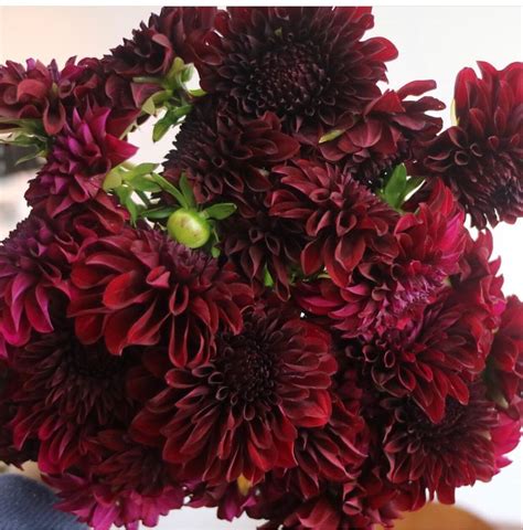 Dahlias Burgundy Flowers At Wholesale Price | Burgundy dahlia, Burgundy flowers, Burgundy ...
