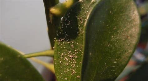 How To Get Rid Of White Mites On Plants Naturally Pat Garden
