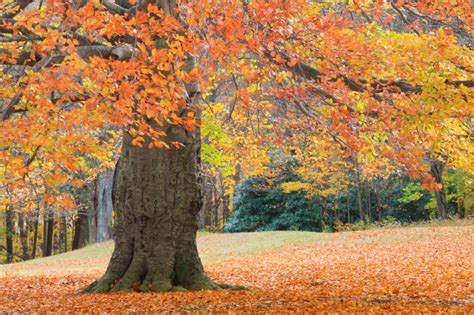 Dont Miss The Famous Connecticut Fall Foliage