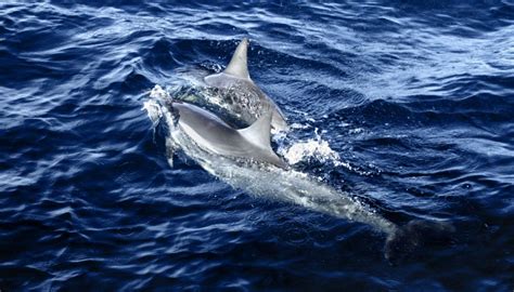Salary For A Dolphin Veterinarian Bizfluent